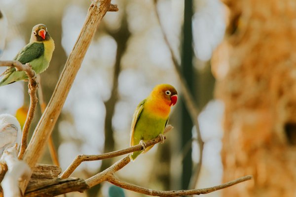 Wie kann ich meine Katze vor Parasiten schützen?