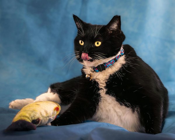 Wie gelingt es Kängurus, ihre Energie beim Springen effizient zu nutzen?